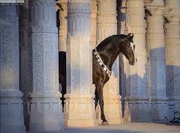 Pin By Morgan Dobbins On The Horse Horses Beautiful Horses Marwari Horses