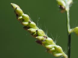 Image result for Urochloa reptans