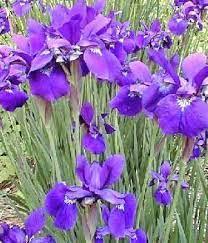 Bring The Soul Connected Flow Of Creativity Into The Rest Of My Creative Career And Everyday Life Read Beverly Rieger S Iris Flowers Beautiful Flowers Flowers