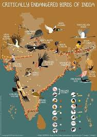 Critically Endangered Birds Of India By Rohanchak Animal Infographic Endangered Animals Critically Endangered Species