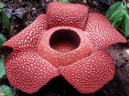 Bunga matahari adalah sebuah bunga yang memiliki ciri khusus yaitu setiap berbunga selalu mengikuti arah cahaya matahari. Bengkulu Wikipedia Bahasa Indonesia Ensiklopedia Bebas