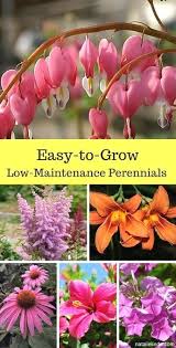 Maybe you would like to learn more about one of these? 18 Low Maintenance Perennials Low Maintenance Perennials Beautiful Flowers Garden Perennials