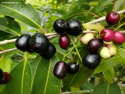 Image result for Syzygium cumini