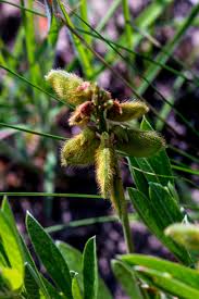 Image result for Eriosema