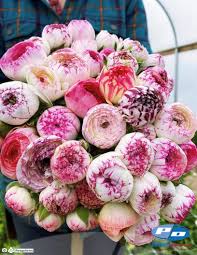 Image result for Ranunculus stagnalis