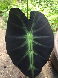 Maybe you would like to learn more about one of these? Imperial Taro Colocasia Esculenta Black Beauty In The Elephant Ears Colocasia Database Garden Org