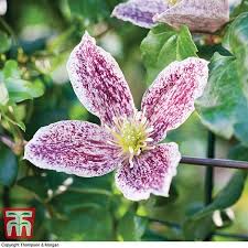 Clematis will flourish in full sun or partial shade, prefering a shletered spot in deep fertile soil where its roots to be kept cool. Clematis Cirrhosa Var Purpurascens Freckles Plants Thompson Morgan