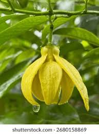 Image result for Artabotrys modestus