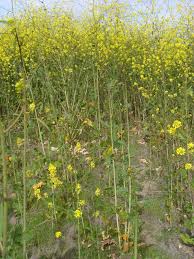 Protecting Our Community: Addressing Wildfires with Resilience and Unity By Adrienne  Mohan, Executive Director of the Palos Verdes Peninsula Land Conservancy —  Palos Verdes Pulse