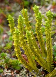 Image result for Huperzia afromontana