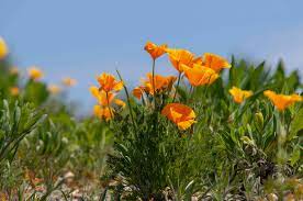 California poppies like to grow in a soil that is average, so nothing special is required. California Poppy Plant Care Growing Guide