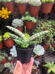 Cylindrical leaves are the hallmark of sansevieria cylindrica. Sansevieria Cylindrica Var Patula Boncel Rare Succulent Live Etsy