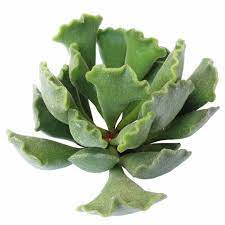 I was given this plant by my 2 year old granddaughter and now that i have gotten it i.d.ed i need help with what to do with it. Key Lime Pie Plant Adromischus Cristatus Succulent Care Succulents Box
