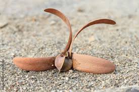 Image result for Dipterocarpaceae