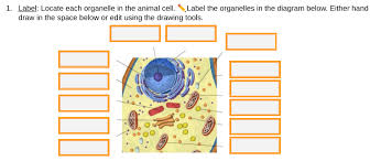 Animal and plant cell organelles labeling activity smart board activity. Answered 1 Label Locate Each Organelle In The Bartleby