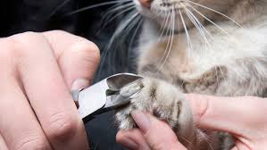Kedi Tirnagi Kesmek Tirnak Gen Tr