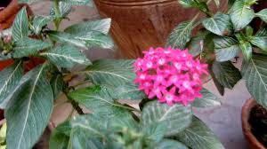 And we have small herds of 12 or so deer in our yard daily. Best Permanent Flowering Plants You Should Grow Urdu Hindi Youtube