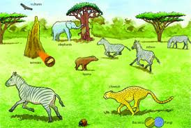 Food chain found in terrestrial habitat. Energy Flow Food Chains And Food Webs Interactions And Interdependence Within The Environment Siyavula