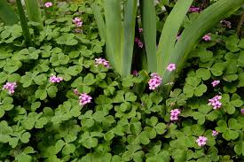 Image result for Oxalis debilis
