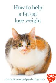 Obesity is a problem with our pets learn what is normal and. How To Help A Fat Cat Lose Weight