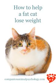 If you determine your cat has recently been in heat, pregnancy is a definite possibility. How To Help A Fat Cat Lose Weight