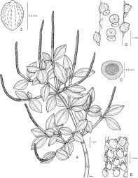 Image result for Peperomia fernandopoiana