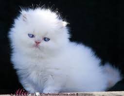 ❤️ welcome to my site, i have a few available baby kittens, please message me for more info on them. Free Persian Cats The Persian Cats Com Has Persian Kittens For Sale Persian Kittens For Sale Persian Cats For Sale Persian Kittens
