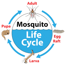 Check fountains for mosquito larvae. Mosquito Larvae Control How And Why To Get Rid Of Them Insect Cop