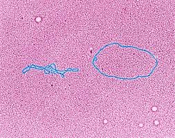 Easter lederberg discovered lambda phage in e.coli k12 strain in 1951. Lambda Phage Dna Tem Stock Image C032 0369 Science Photo Library