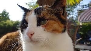 Cat Throwing Up Clear Liquid Why And What To Do Fluffy Kitty