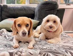 Adam's Glatt Meat Market, Valley Stream, NY 11557, US