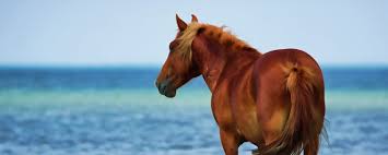 We did not find results for: Corolla Wild Horses Corolla Wild Horse Fund Official Site Corolla Nc