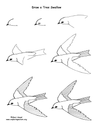 Bird On Tree Drawing For Kids How To Draw A Tree Swallow Step By Step Bird Bird Drawings Easy Drawings Drawing Lessons