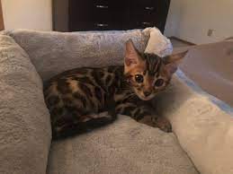 Purebred bengal kittens playing at www.purebredbengals.com. Advice For My New Bengal Kitten Bengalcats