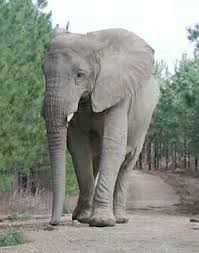 Where Is This Elephant That There Re Pine Trees Around Elephant Sanctuary Animals Beautiful Elephant Love