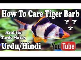 How To Care Tiger Barb Its Tank Mates Urdu Hindi