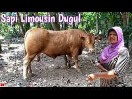 Perkandangan merupakan salah satu aspek utama dalam peternakan. Sapi Limousin Super Usia 20 Bulan Kandang Sapi Sederhana Pak Kateno Tahu Youtube