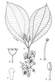 Image result for Bellucia pentamera