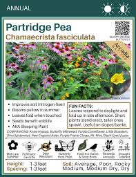 Image result for Chamaecrista biensis