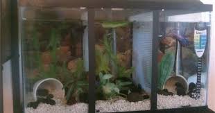 Pin On Aquarium Ideas