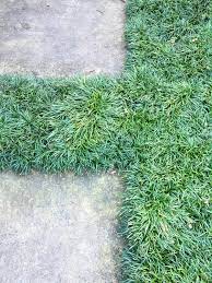 They can also be used in cooking. Hardscaping 101 Ground Covers To Plant Between Pavers Gardenista