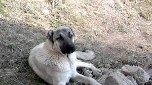 Camlidere Kangal Ezan Sesini Duyunca Youtube