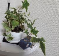 アイビーの葉がポロポロ落ちる 今年5月頃に買ってから室内の日当たりの Yahoo 知恵袋