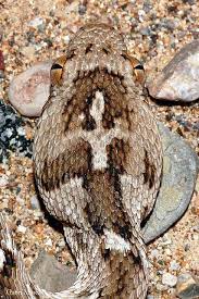 Saw Scaled Viper Echis Leucogaster Is Found In The Dry Regions Of Africa The Middle East Pakistan India And Sri Lanka They Have A Characteristic Threat D