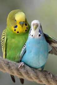 Budgerigar Bird Breed Information Pictures And Characteristics In 2020 Bird Breeds Animals Beautiful Cute Birds