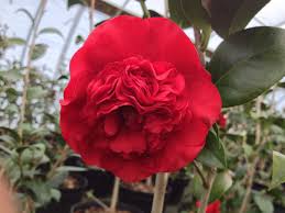 Professor Sargent Camellia Dark Red Nice Form Garden Center Bloom Plants