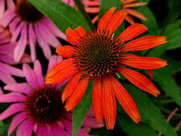 Free returns for 365 days on all orders Royalty Free Red Echinacea Photos Free Download Pxfuel