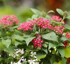 Image result for Pentas