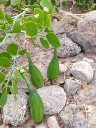 Image result for Capparis cartilaginea