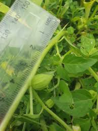 Image result for Physalis lagascae